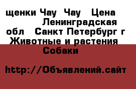 щенки Чау- Чау › Цена ­ 10 000 - Ленинградская обл., Санкт-Петербург г. Животные и растения » Собаки   